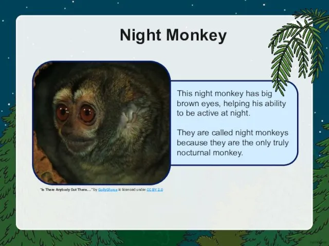 This night monkey has big brown eyes, helping his ability to be