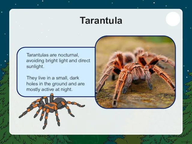 Tarantulas are nocturnal, avoiding bright light and direct sunlight. They live in