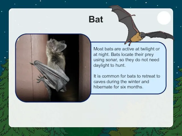 Bat Most bats are active at twilight or at night. Bats locate