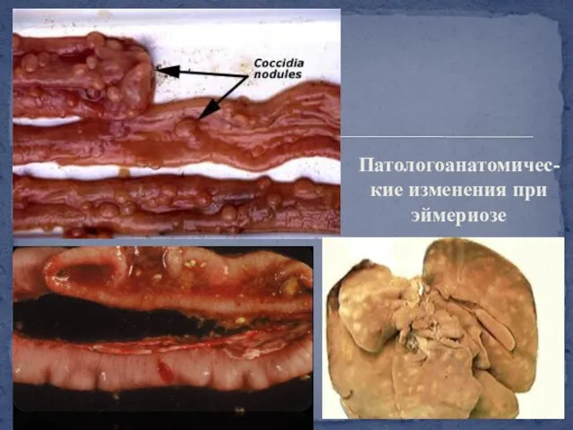 Патологоанатомичес-кие изменения при эймериозе