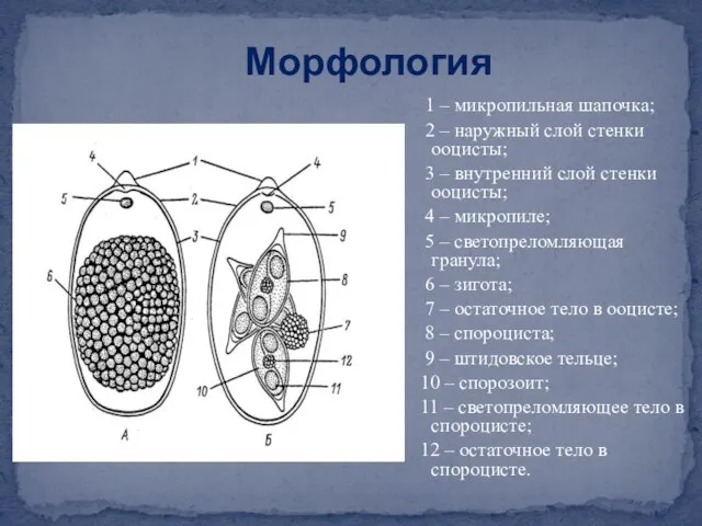 Морфология 1 – микропильная шапочка; 2 – наружный слой стенки ооцисты; 3