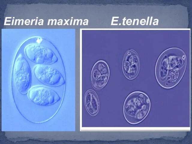 Eimeria maxima E.tenella