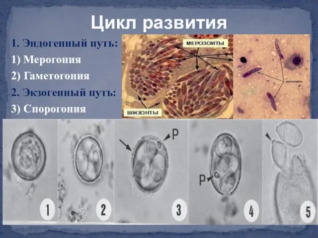 1. Эндогенный путь: 1) Мерогония 2) Гаметогония 2. Экзогенный путь: 3) Спорогония Цикл развития