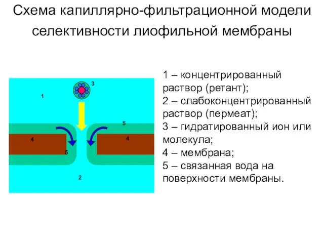 Схема капиллярно-фильтрационной модели селективности лиофильной мембраны 1 – концентрированный раствор (ретант); 2