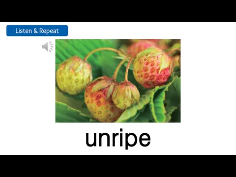 unripe