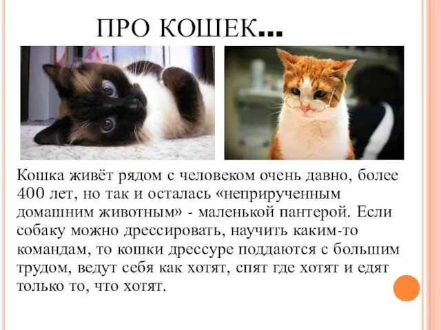 ПРО КОШЕК… Кошка живёт рядом с человеком очень давно, более 400 лет,