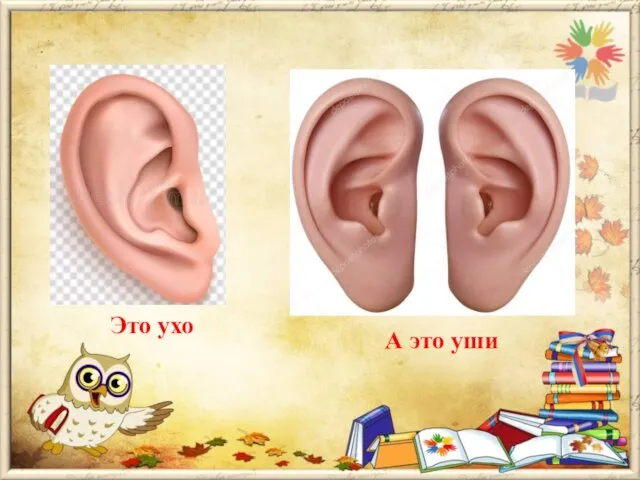 Это ухо А это уши