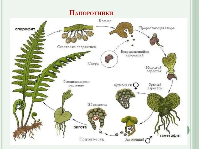 Папоротники