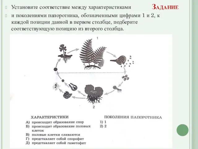 Задание Установите соответствие между характеристиками и поколениями папоротника, обозначенными цифрами 1 и