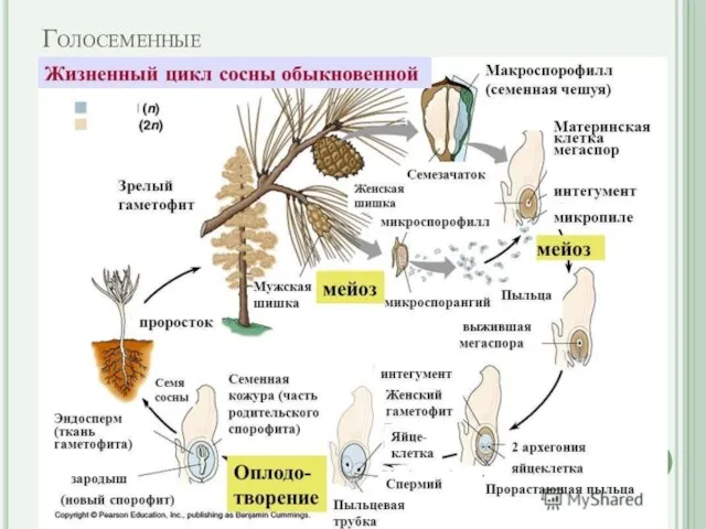 Голосеменные