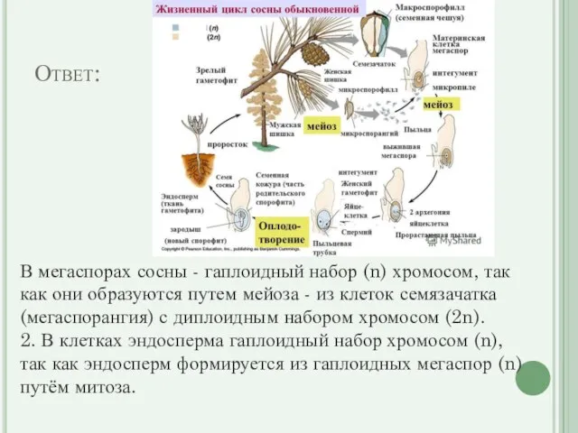 Ответ: В мегаспорах сосны - гаплоидный набор (n) хромосом, так как они