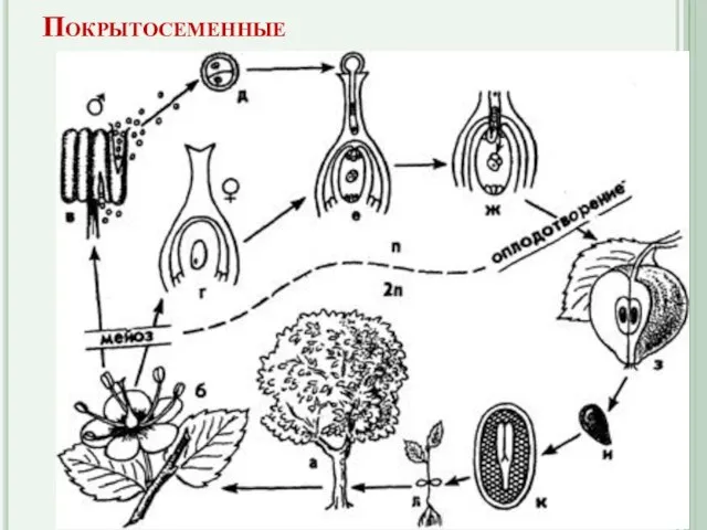 Покрытосеменные