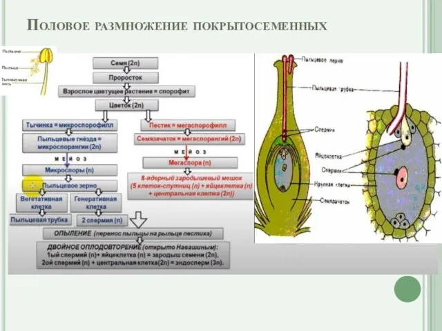 Половое размножение покрытосеменных