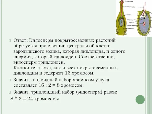 Ответ: Эндосперм покрытосеменных растений образуется при слиянии центральной клетки зародышевого мешка, которая