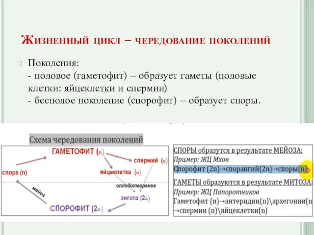 Жизненный цикл – чередование поколений Поколения: - половое (гаметофит) – образует гаметы