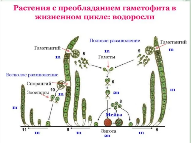 Ламинария – исключение: хоть и водоросль, но в ЕЕ жизненном цикле преобладает ГАМЕТОФИТ