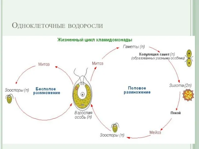 Одноклеточные водоросли