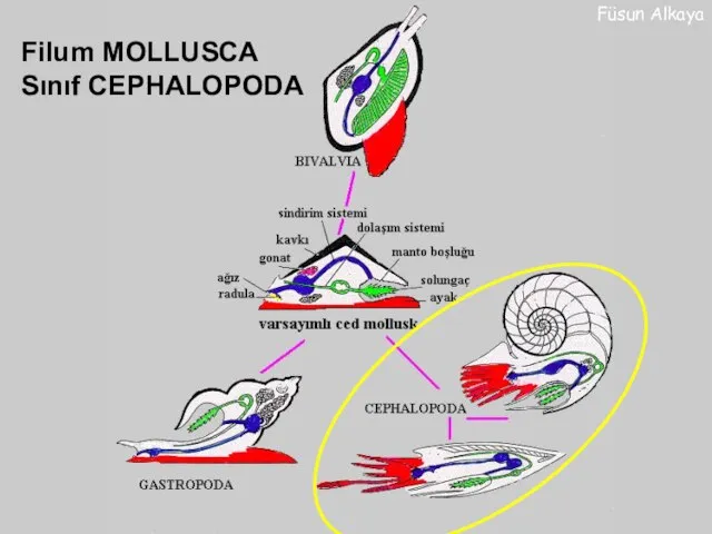 Filum MOLLUSCA Sınıf CEPHALOPODA Füsun Alkaya