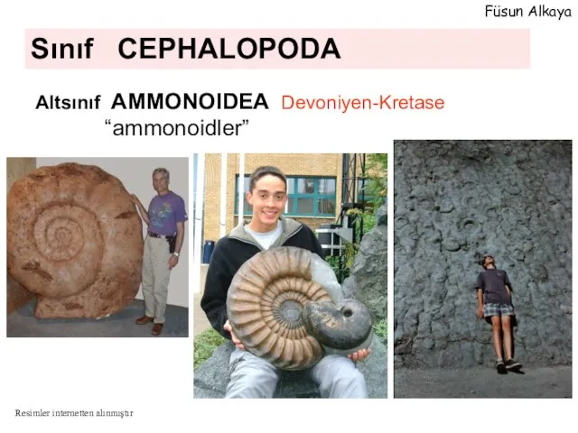Sınıf CEPHALOPODA Altsınıf AMMONOIDEA Devoniyen-Kretase “ammonoidler” Füsun Alkaya Resimler internetten alınmıştır