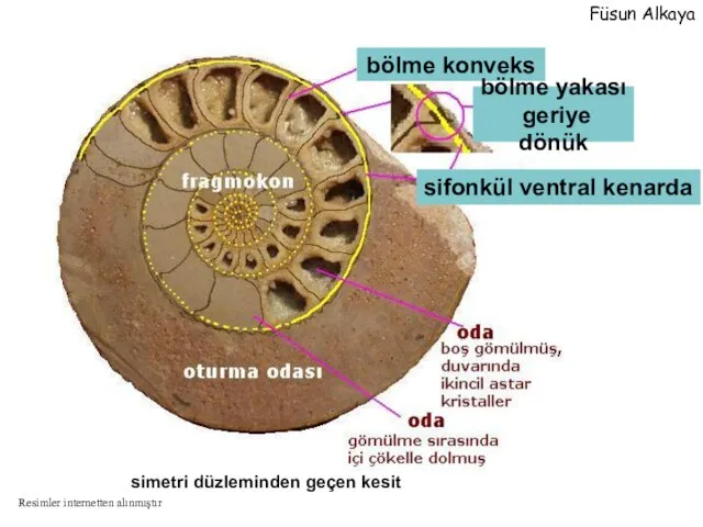 simetri düzleminden geçen kesit bölme konveks bölme yakası geriye dönük sifonkül ventral