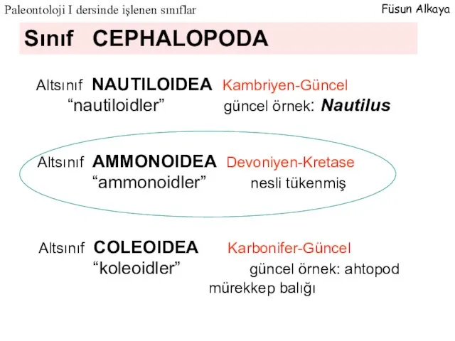 Sınıf CEPHALOPODA Altsınıf COLEOIDEA Karbonifer-Güncel “koleoidler” güncel örnek: ahtopod mürekkep balığı Altsınıf