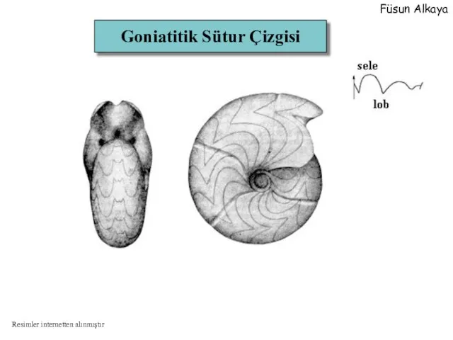 Goniatitik Sütur Çizgisi Füsun Alkaya Resimler internetten alınmıştır