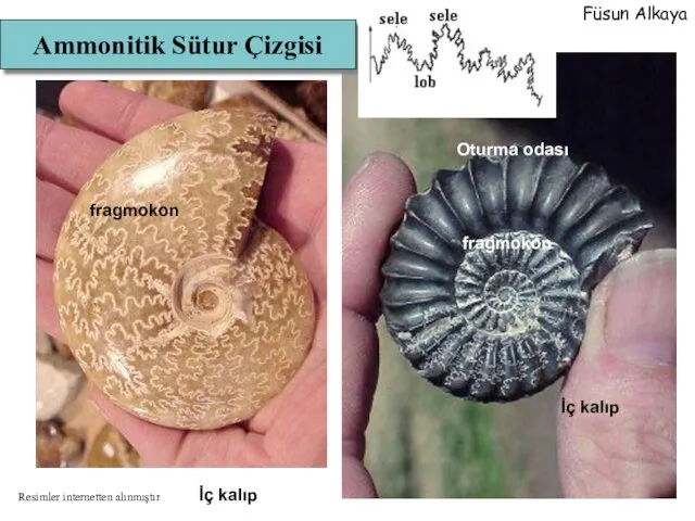 fragmokon Oturma odası fragmokon İç kalıp İç kalıp Ammonitik Sütur Çizgisi Füsun Alkaya Resimler internetten alınmıştır