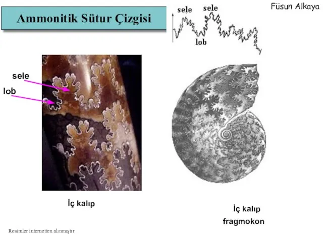 fragmokon İç kalıp İç kalıp Ammonitik Sütur Çizgisi sele lob Füsun Alkaya Resimler internetten alınmıştır