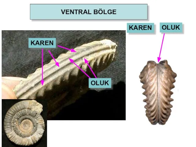 VENTRAL BÖLGE KAREN OLUK KAREN OLUK