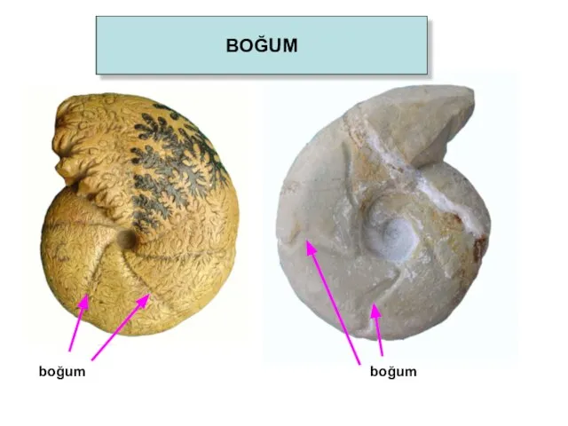 BOĞUM boğum boğum