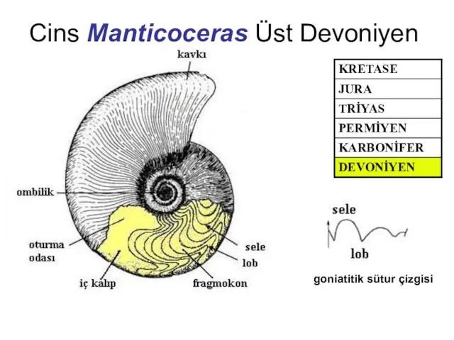Cins Manticoceras Üst Devoniyen goniatitik sütur çizgisi