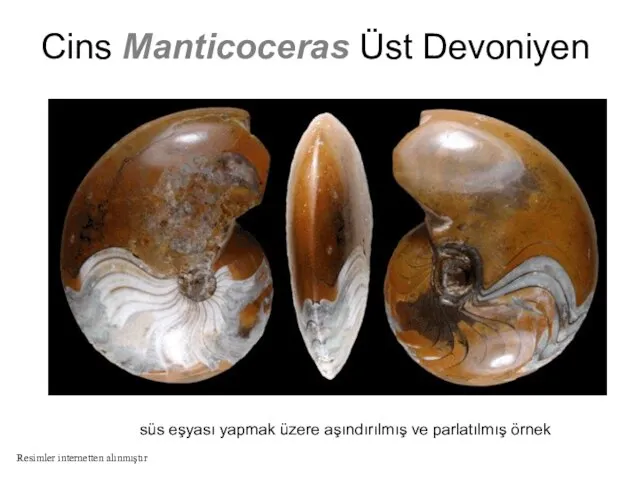Cins Manticoceras Üst Devoniyen süs eşyası yapmak üzere aşındırılmış ve parlatılmış örnek Resimler internetten alınmıştır