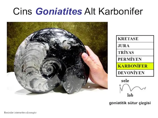 Cins Goniatites Alt Karbonifer goniatitik sütur çizgisi Resimler internetten alınmıştır