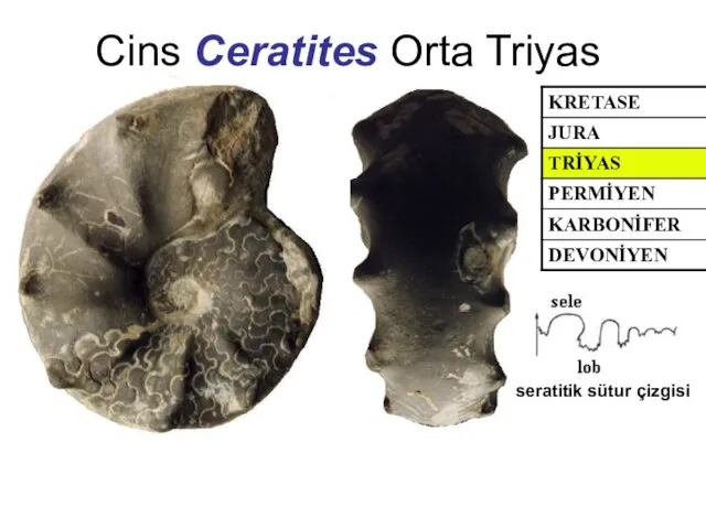 Cins Ceratites Orta Triyas seratitik sütur çizgisi