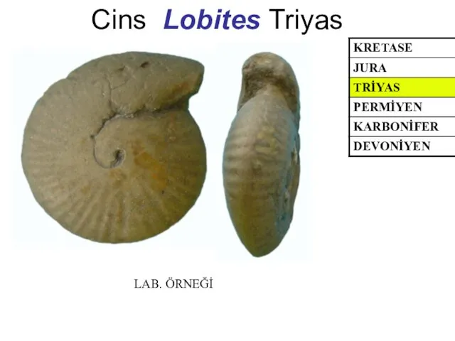 Cins Lobites Triyas LAB. ÖRNEĞİ