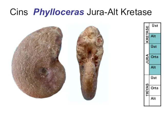 Cins Phylloceras Jura-Alt Kretase TRİYAS JURA KRETASE