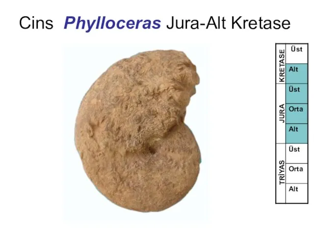Cins Phylloceras Jura-Alt Kretase TRİYAS JURA KRETASE
