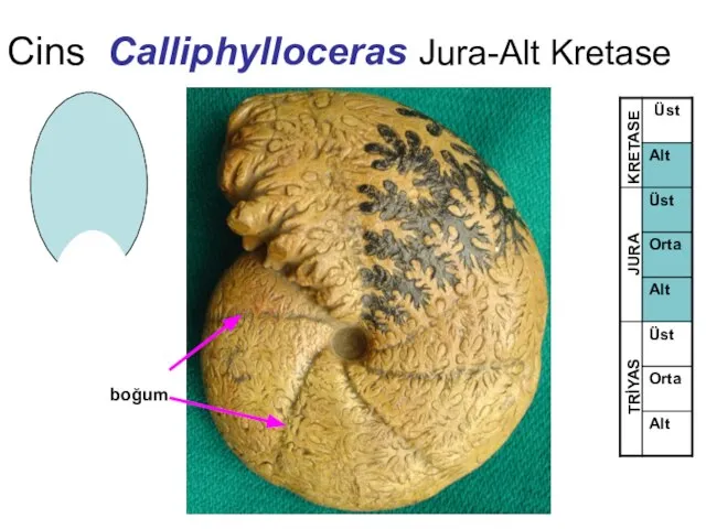 Cins Calliphylloceras Jura-Alt Kretase TRİYAS JURA KRETASE boğum