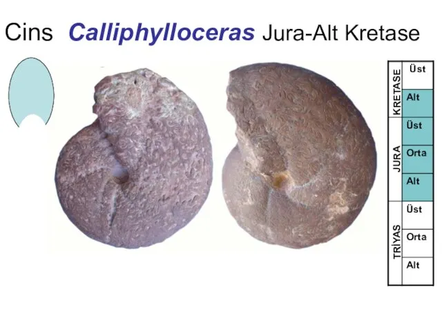 Cins Calliphylloceras Jura-Alt Kretase TRİYAS JURA KRETASE