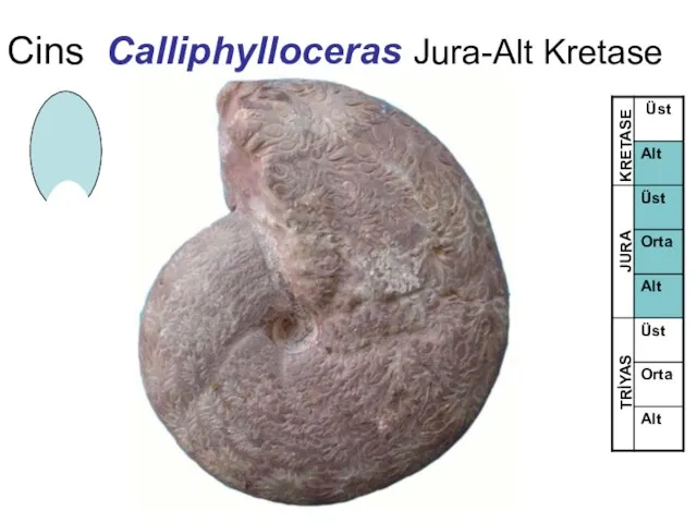 Cins Calliphylloceras Jura-Alt Kretase TRİYAS JURA KRETASE