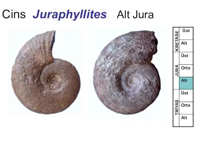 Cins Juraphyllites Alt Jura TRİYAS JURA KRETASE