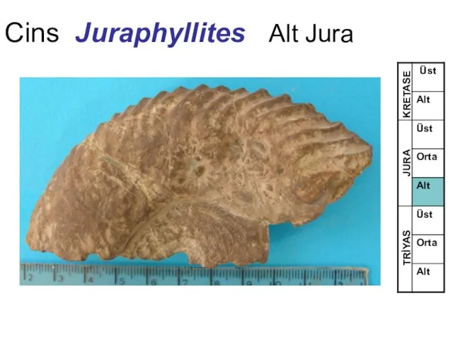 Cins Juraphyllites Alt Jura TRİYAS JURA KRETASE