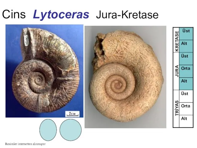 Cins Lytoceras Jura-Kretase TRİYAS JURA KRETASE Resimler internetten alınmıştır