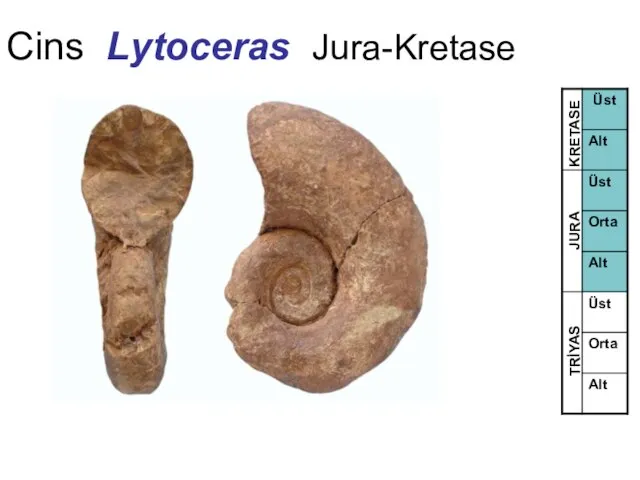 Cins Lytoceras Jura-Kretase TRİYAS JURA KRETASE