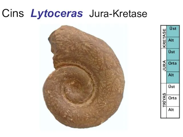 Cins Lytoceras Jura-Kretase TRİYAS JURA KRETASE