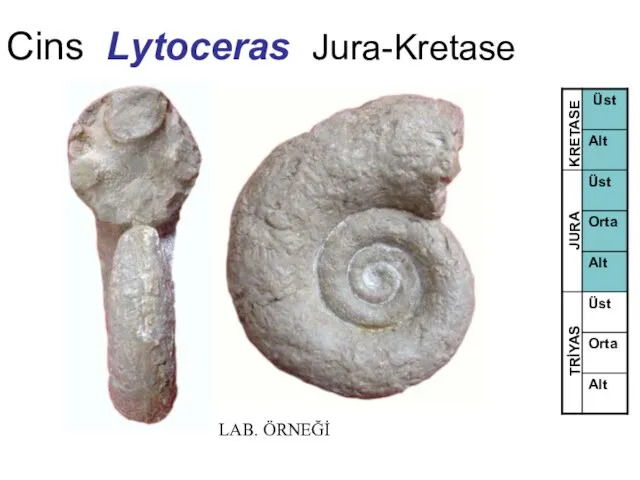 Cins Lytoceras Jura-Kretase TRİYAS JURA KRETASE LAB. ÖRNEĞİ