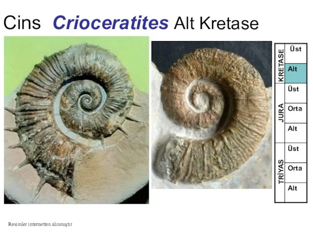 Cins Crioceratites Alt Kretase TRİYAS JURA KRETASE Resimler internetten alınmıştır