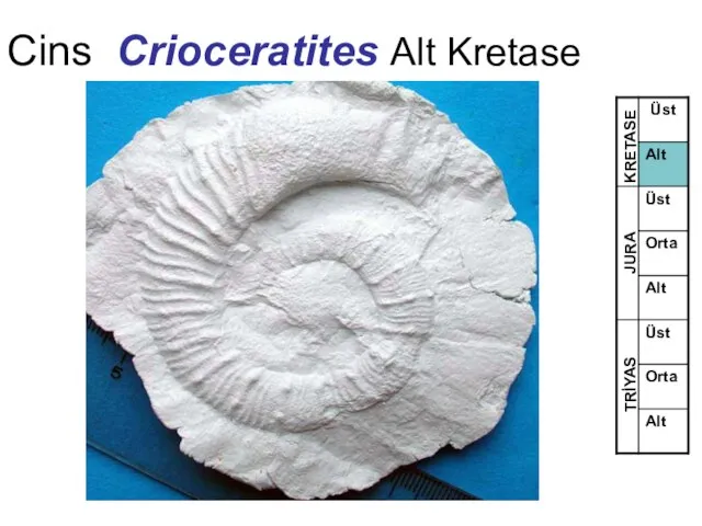 Cins Crioceratites Alt Kretase TRİYAS JURA KRETASE
