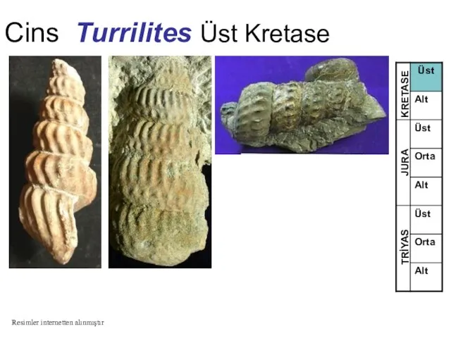 Cins Turrilites Üst Kretase TRİYAS JURA KRETASE Resimler internetten alınmıştır