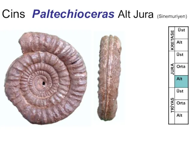 Cins Paltechioceras Alt Jura (Sinemuriyen) TRİYAS JURA KRETASE